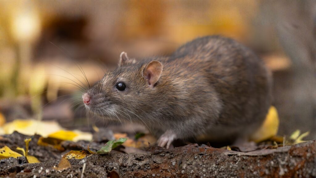 norway rat
