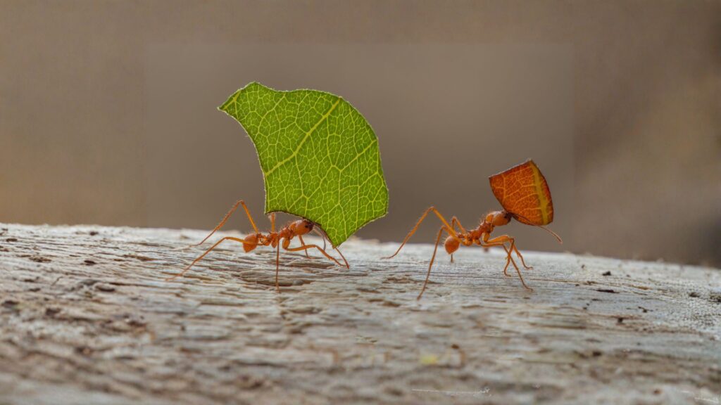 pharoah ants