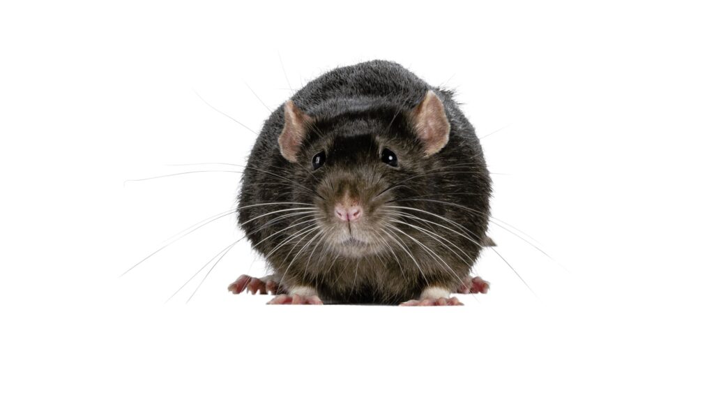 roof rat
