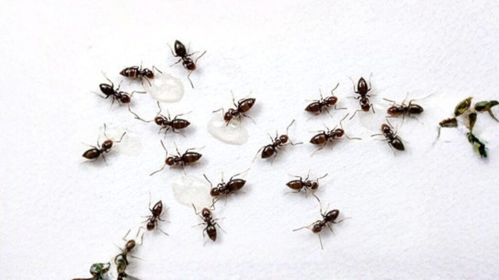 rover ants
