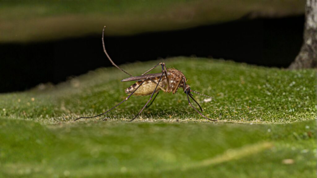 southern house mosquito