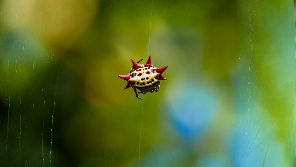 spiny back orb weaver