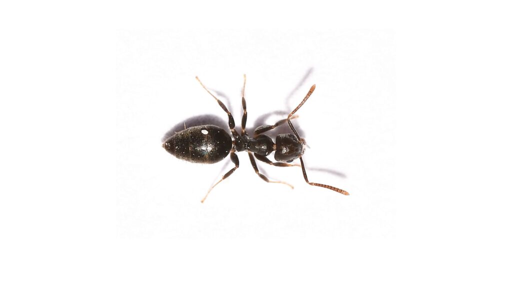 white footed ant