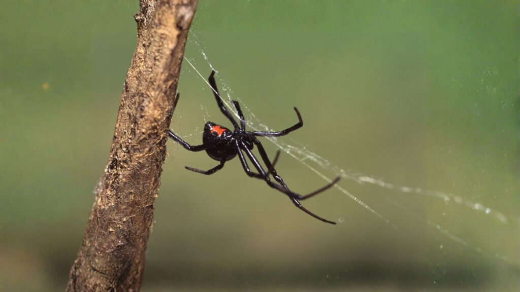 widow spider