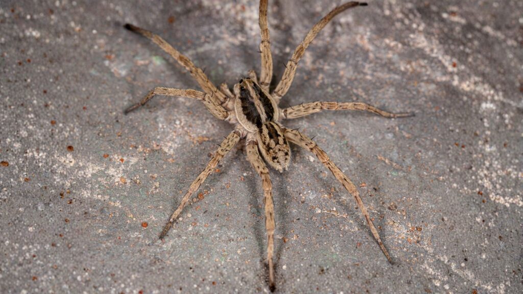 wolf spider