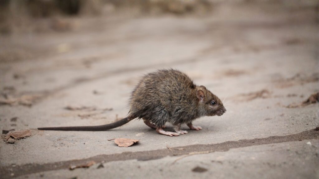 wood rat