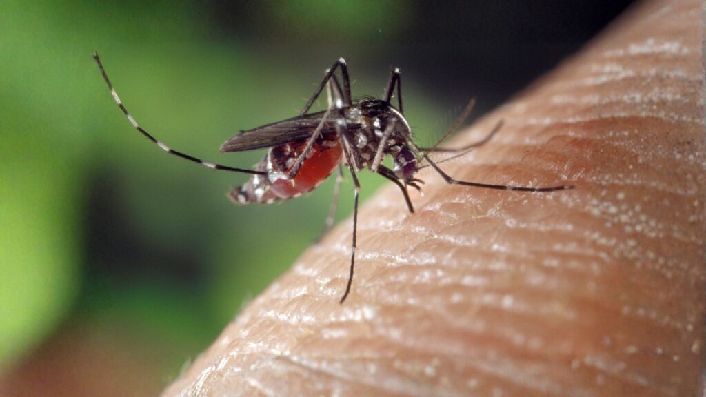 yellow fever mosquito