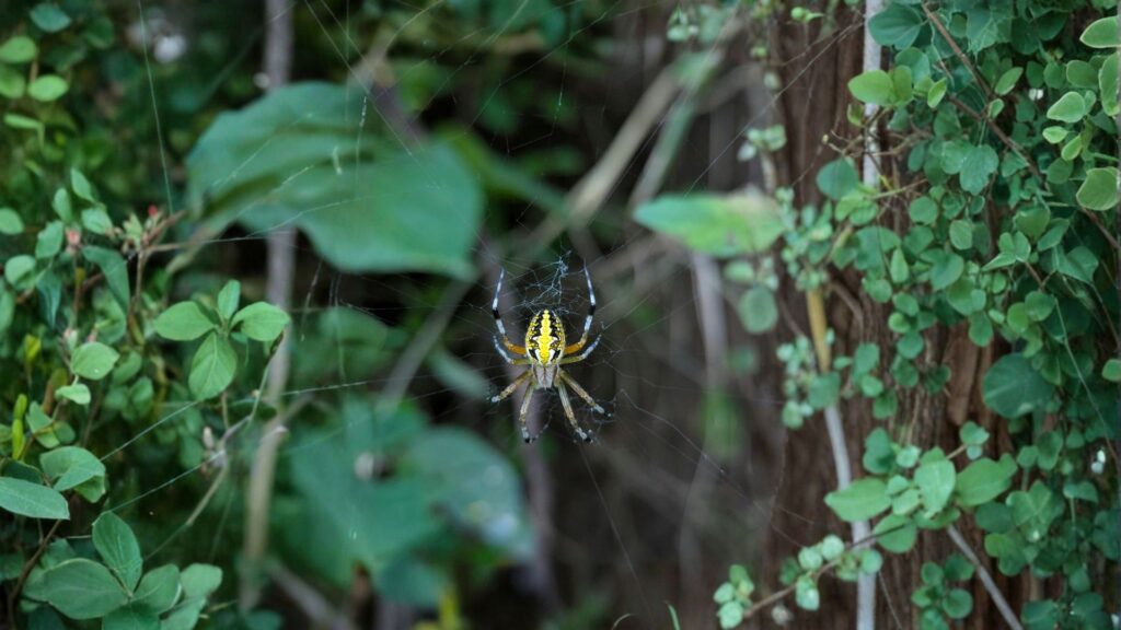 yellow garden spider