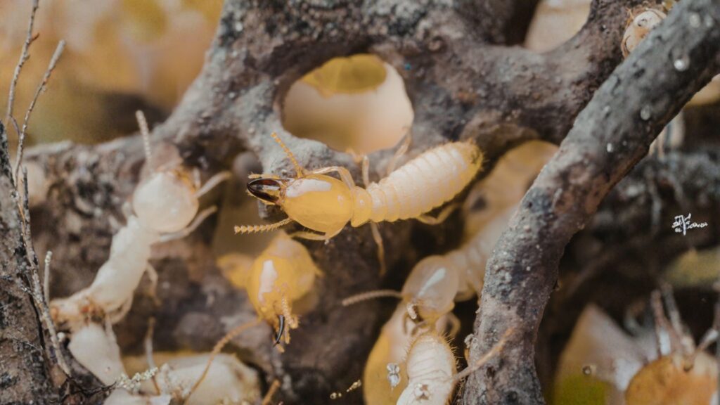 cuban subterranean termite