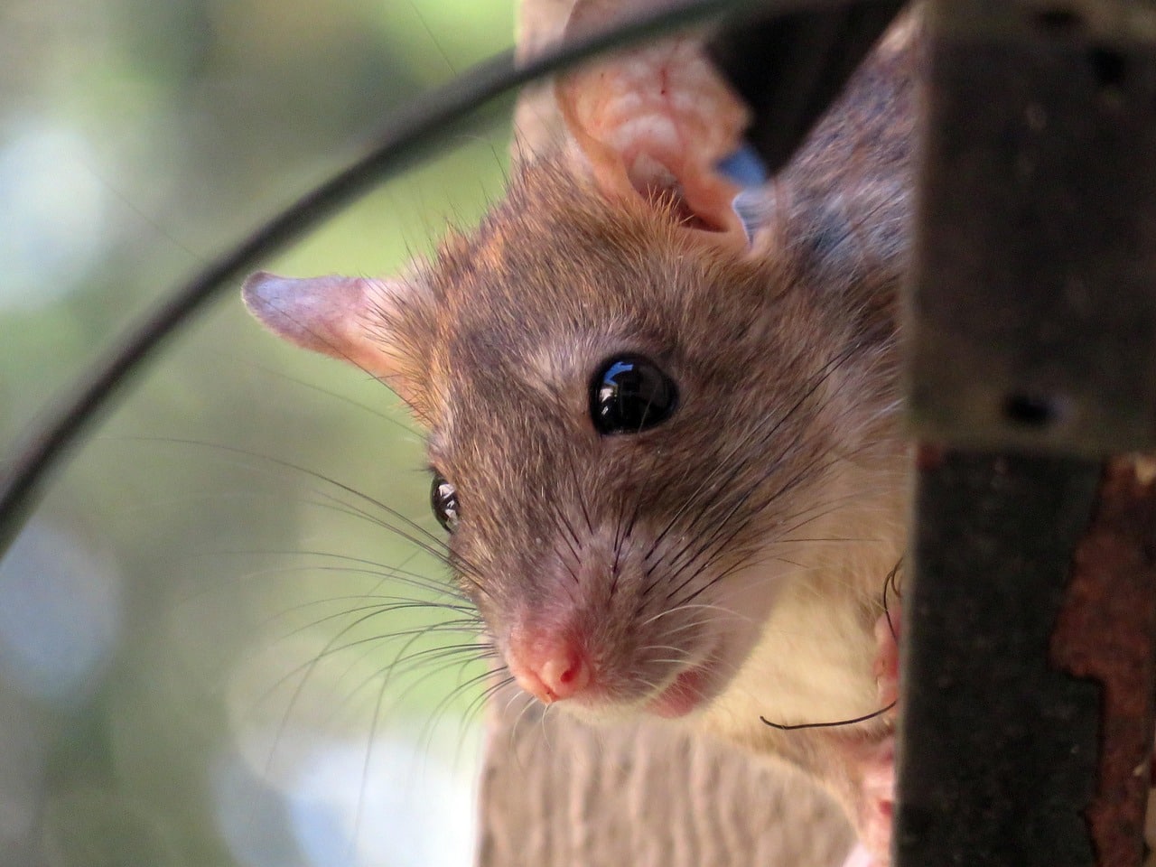 roof rat, nature, rat, rodent, animal