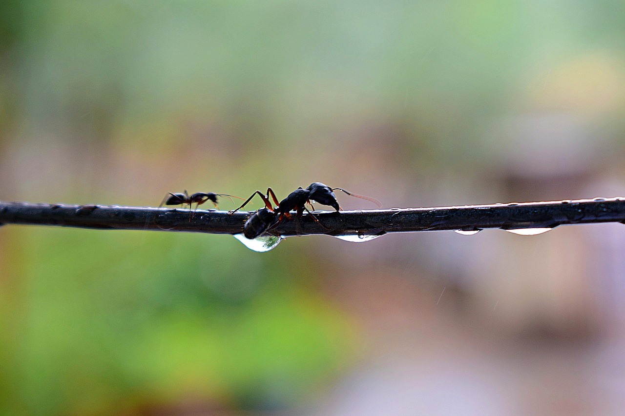 ant, black ants, insect, fauna, rain, water droplets, droplets, wet, ripples, nature, ant, ant, ant, ant, ant, black ants, rain, droplets, ripples