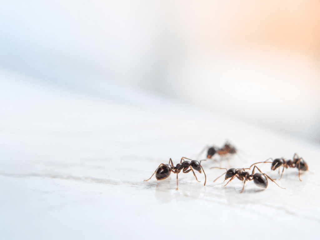 Ants_Crews Complete Pest Solutions