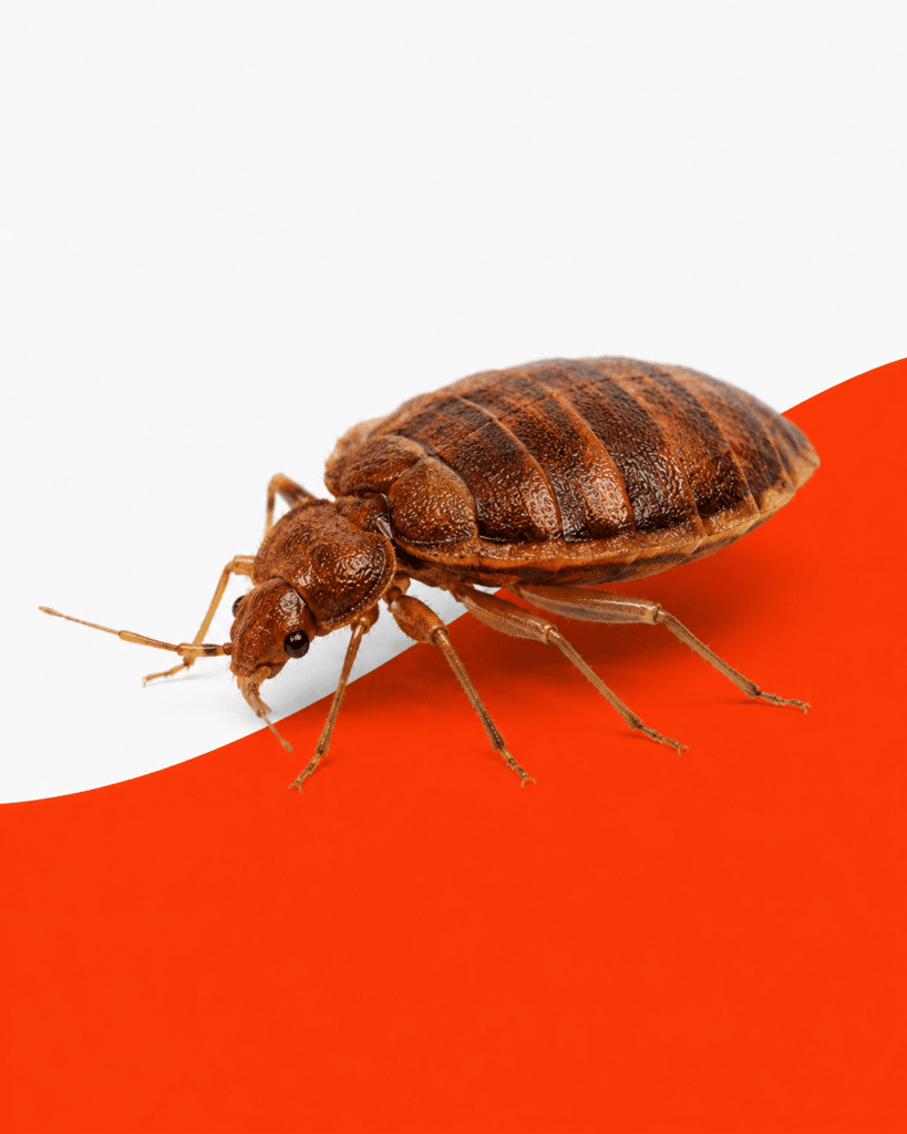 Bed Bug on Orange Background
