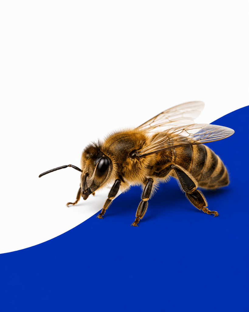 Bee on Blue Background