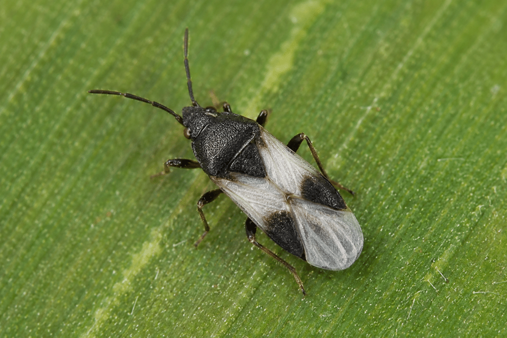 Chinch Bug