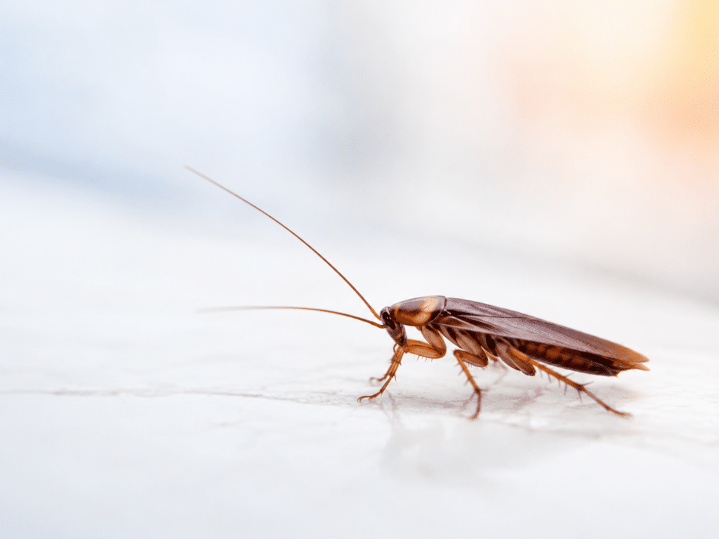 Cockroach_Crews Complete Pest Solutions