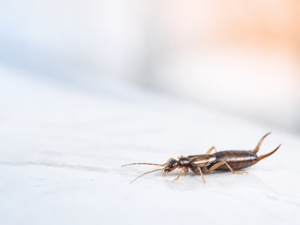 Earwigs_Crews Complete Pest Solutions