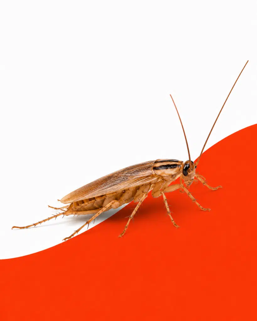 German Roach on Orange Background