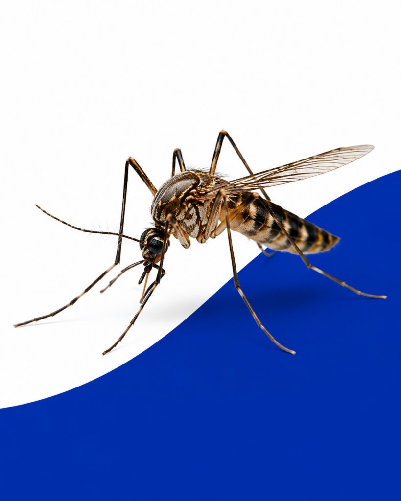 Mosquito on Blue Background