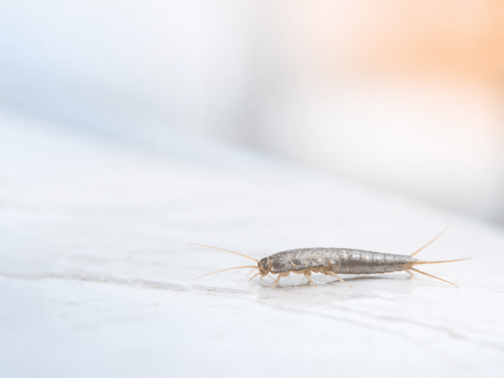Silverfish_Crews Complete Pest Solutions