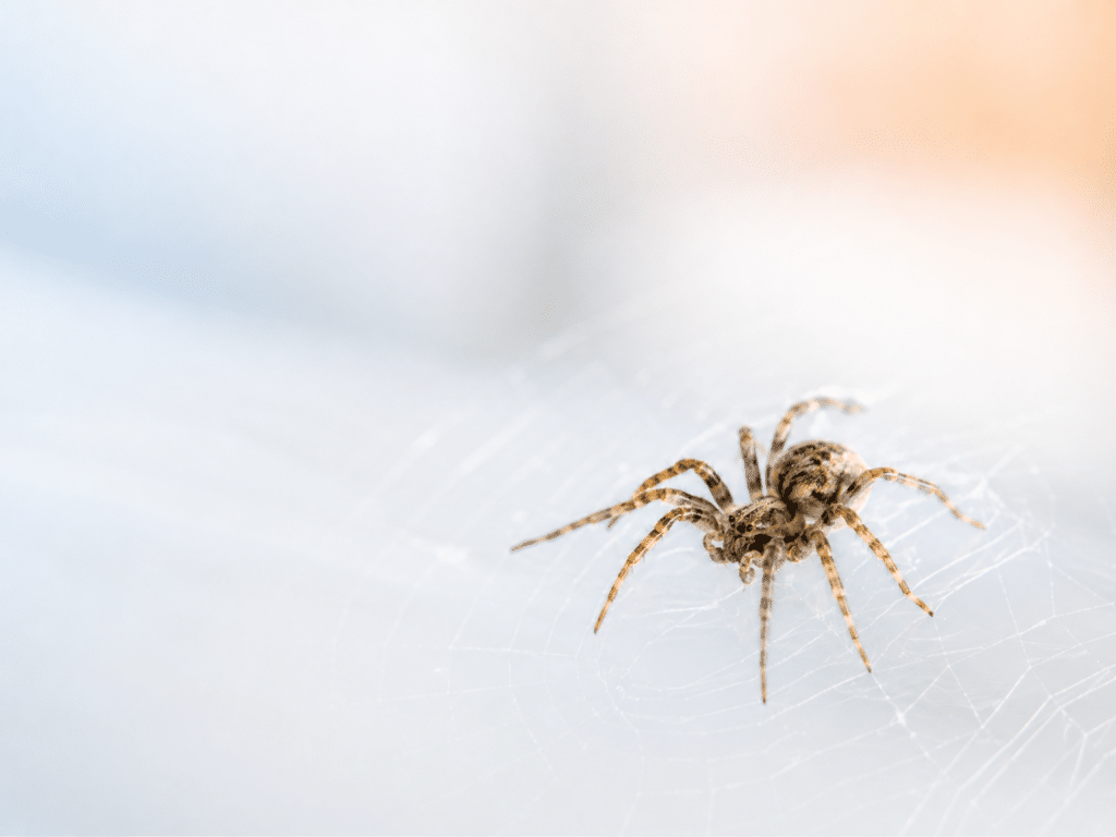 Spiders_Crews Complete Pest Solutions
