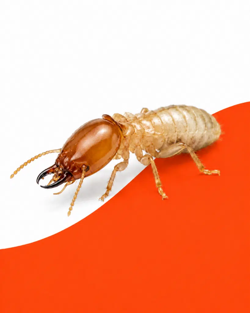Termite on Orange Background