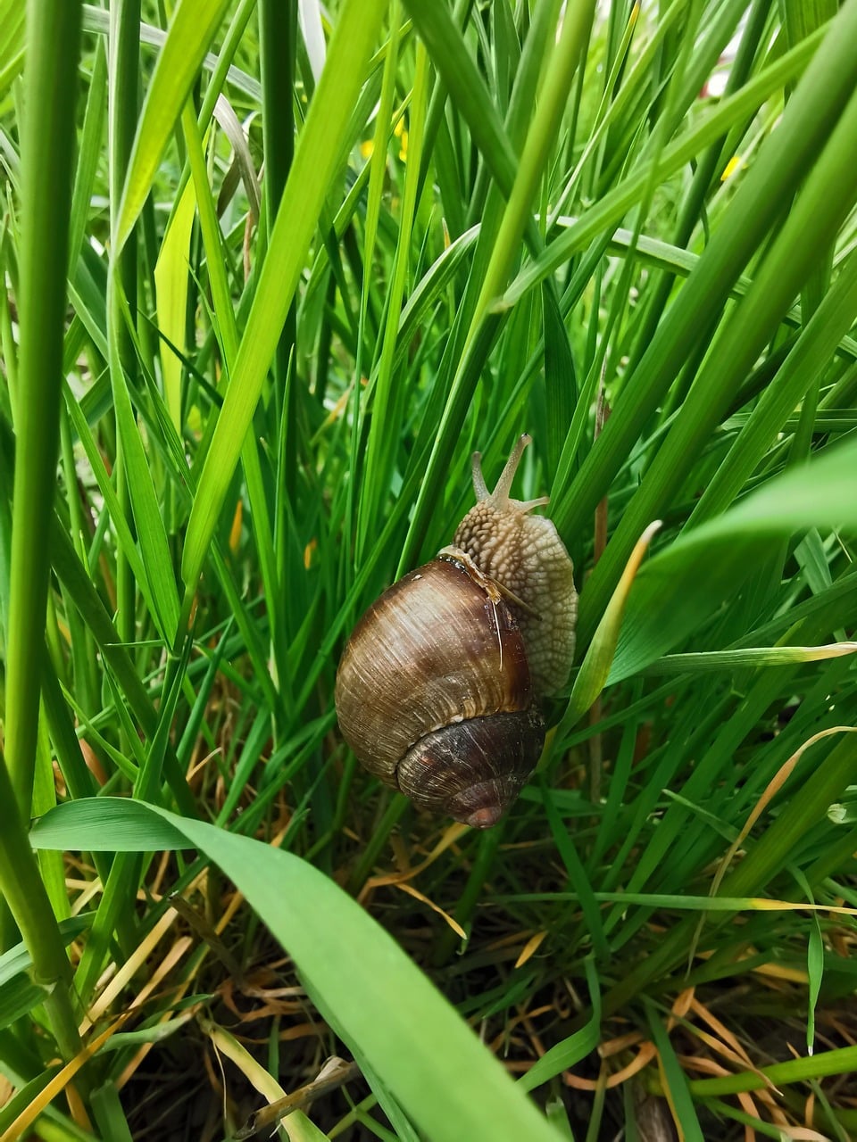 resting snail on the grass, green grass with snail, spring leafs with a snail