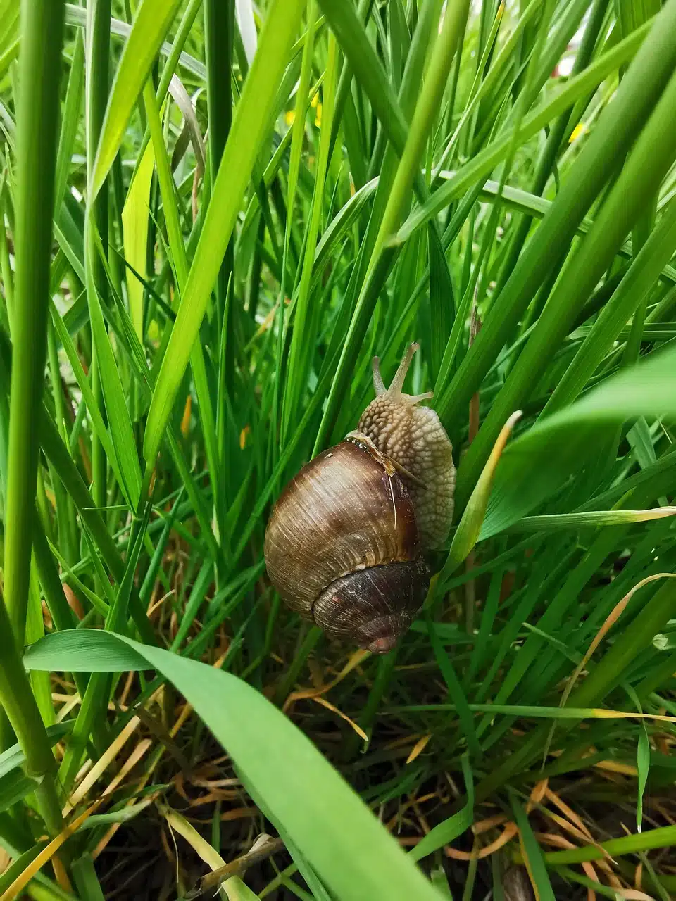 resting snail on the grass, green grass with snail, spring leafs with a snail