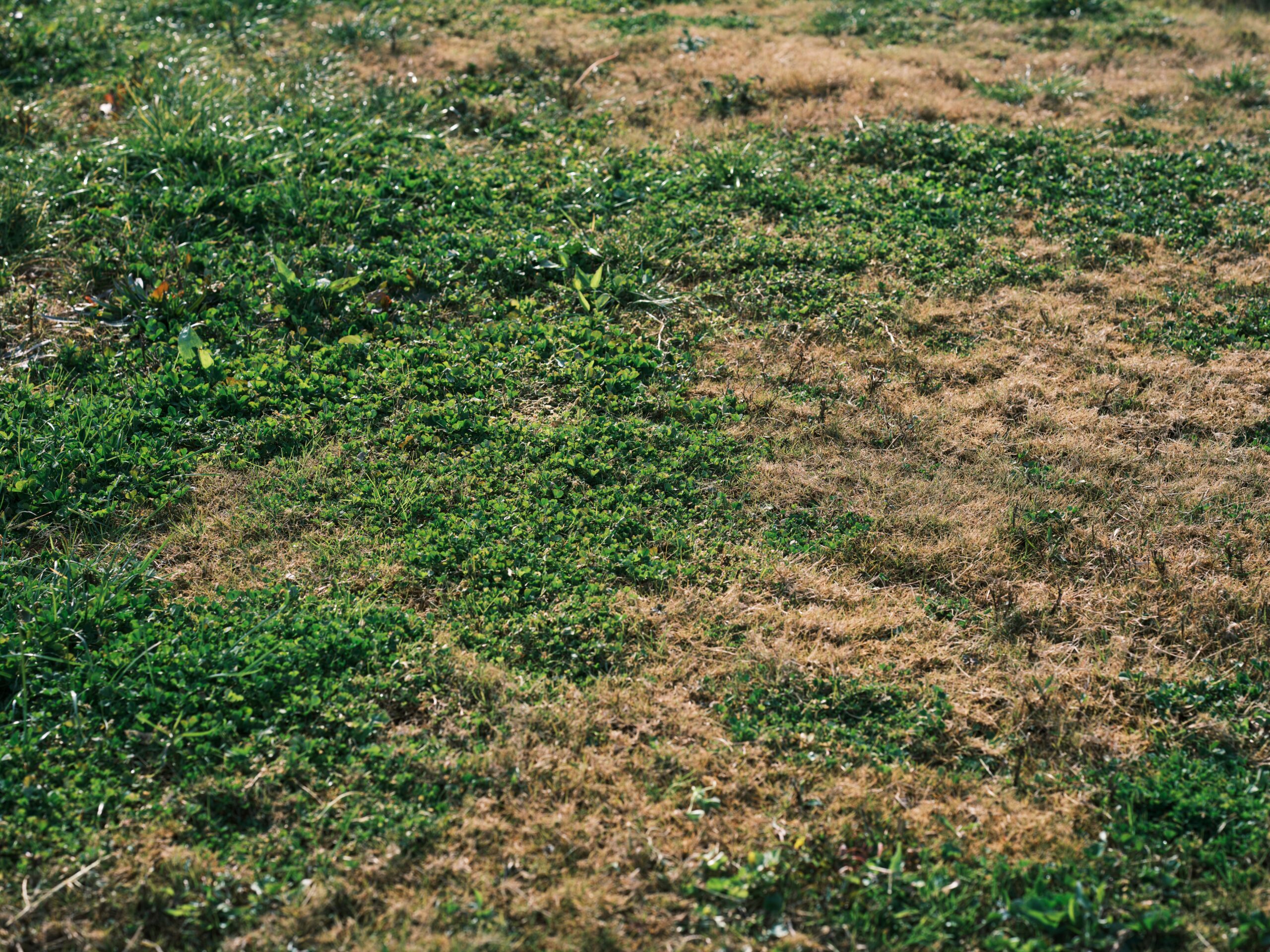 A vibrant mix of green and brown grass in an outdoor meadow showing natural growth and variation.