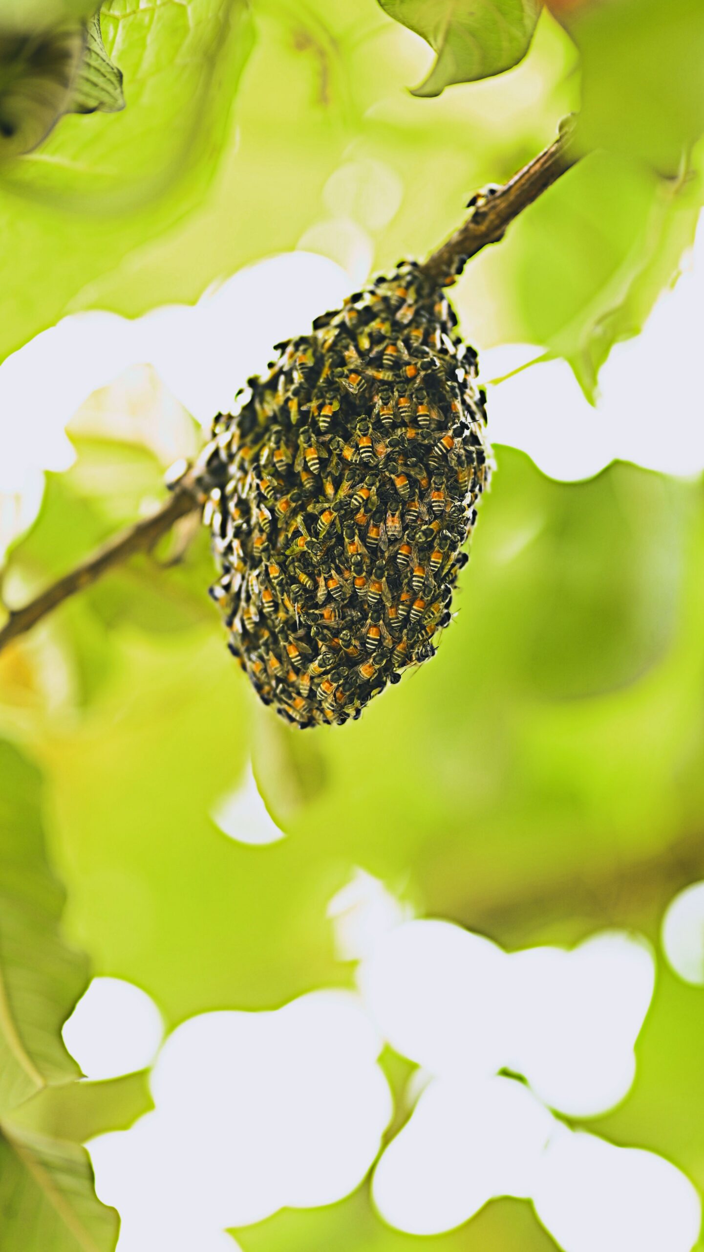 A natural close-up shot of a bee swarm on a branch against a green background.