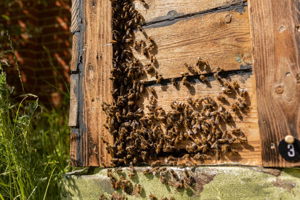 Honeybees cluster on a wooden beehive, surrounded by summer grass in a rural area.