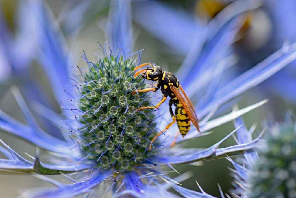 Close-up image of a wasp on a blue thistle flower in bright sunlight.