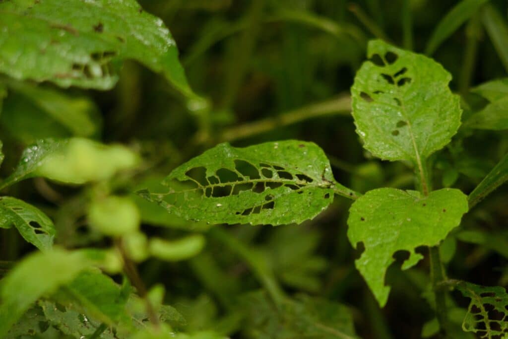 pexels-photo-33806232-33806232 Macro shot highlighting leaves with intricate insect damage, showcasing nature's delicate patterns.