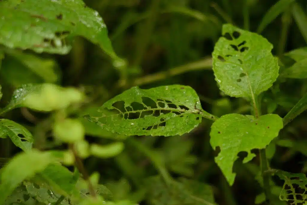 Macro shot highlighting leaves with intricate insect damage, showcasing nature's delicate patterns.